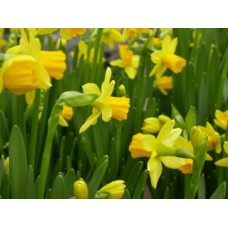 Narcissus tete a tete